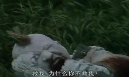匹诺曹964号在线观看,在线观看的奇幻冒险之旅