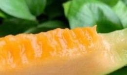 吃哈密瓜的新疆网红叫什么,新疆美食新宠儿