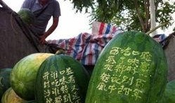 郑州新瓜最新爆料,揭秘郑州最新热点事件背后的真相