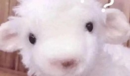 小羊返场爆料视频大全集,精彩瞬间回顾