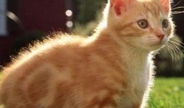 娱乐吃瓜猫咪视频大全下载,萌宠欢乐时光集锦