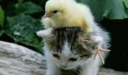 娱乐吃瓜酱旅馆猫咪,揭秘娱乐吃瓜酱旅馆的喵星人生活