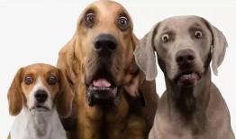 网友爆料狗狗被扎伤了视频,狗狗惨遭扎伤，现场画面令人揪心