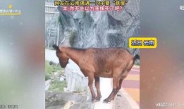 网友爆料三只羊后续视频,揭秘神秘事件真相