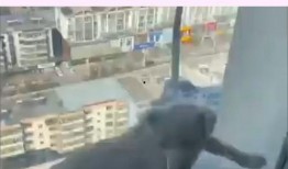 小狗情人爆料视频播放,揭秘视频背后的惊人真相