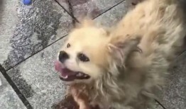 网友爆料狗狗被扎伤了视频,狗狗惨遭扎伤，现场画面令人揪心